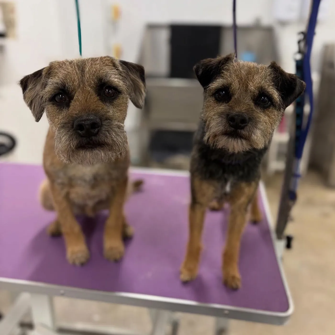 Two freshly groomed border terriers sitting side by side on the purple table