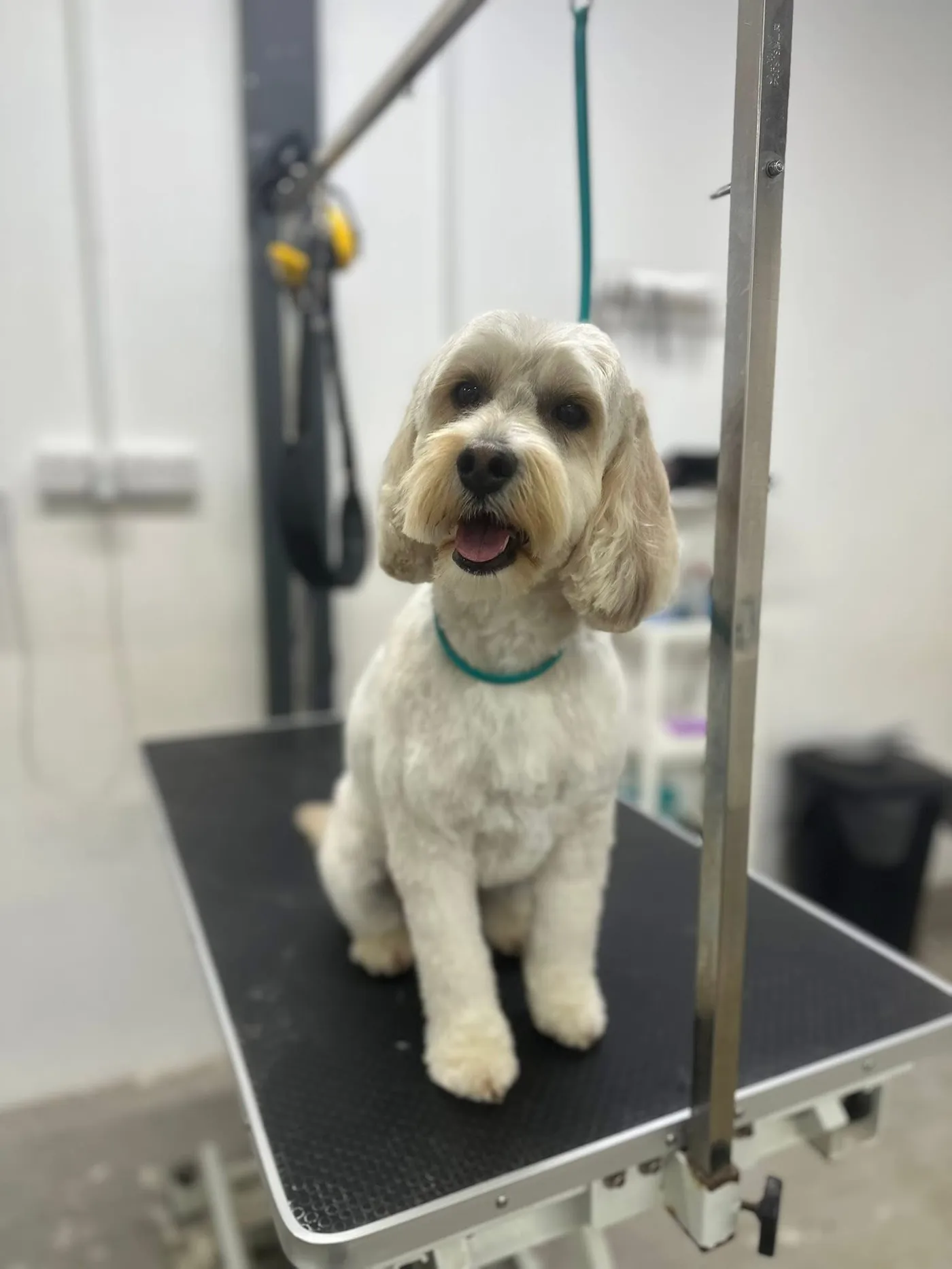 A freshly groomed cream cockapoo sitting on the grooming table