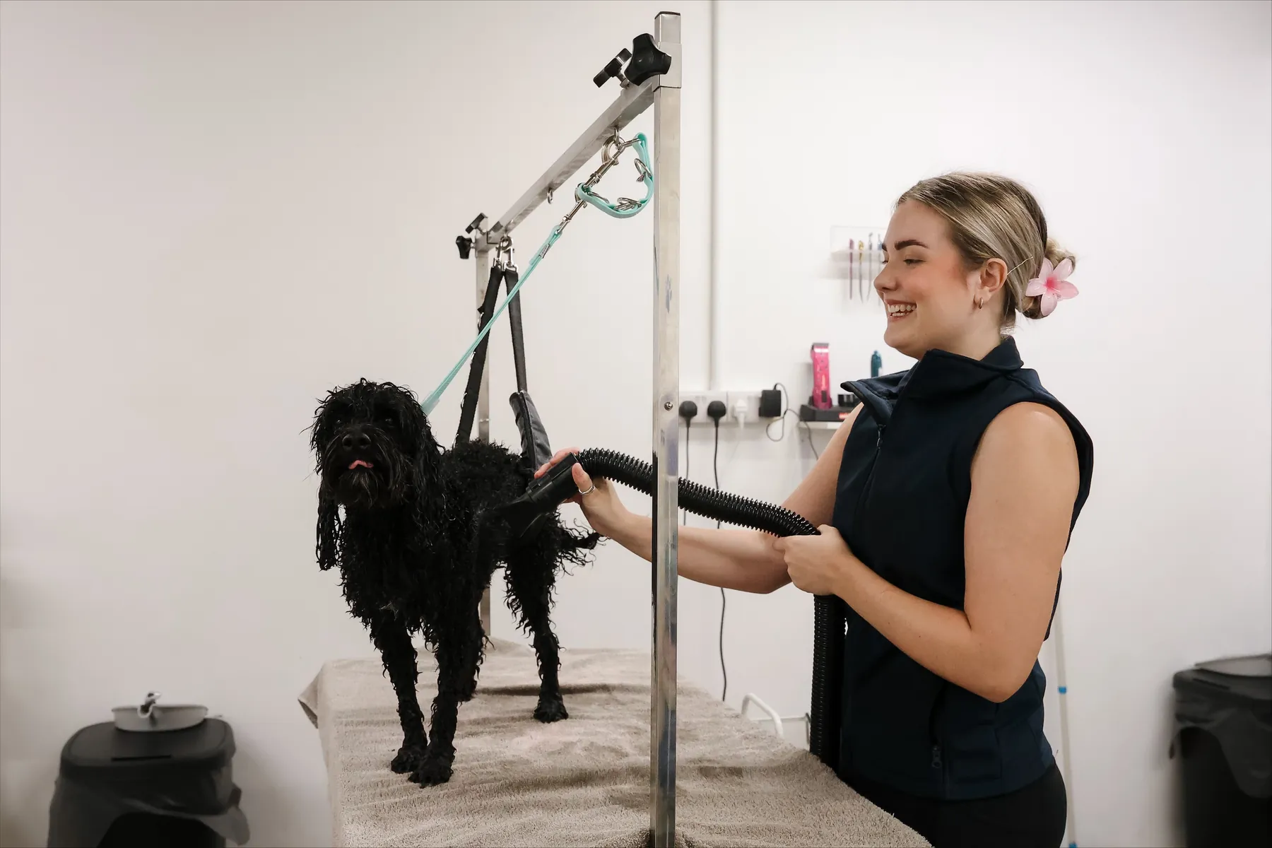 Georgie blow drying a black doodle on the grooming table